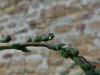 212137 – Photo : Vita – France (53)